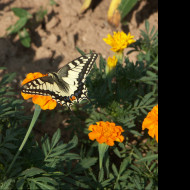 Tapeta motyl