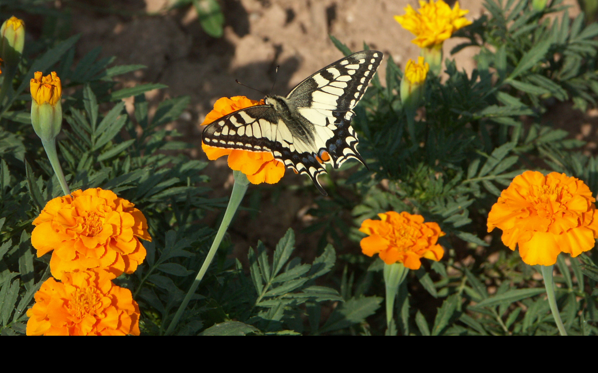 Tapeta motyl