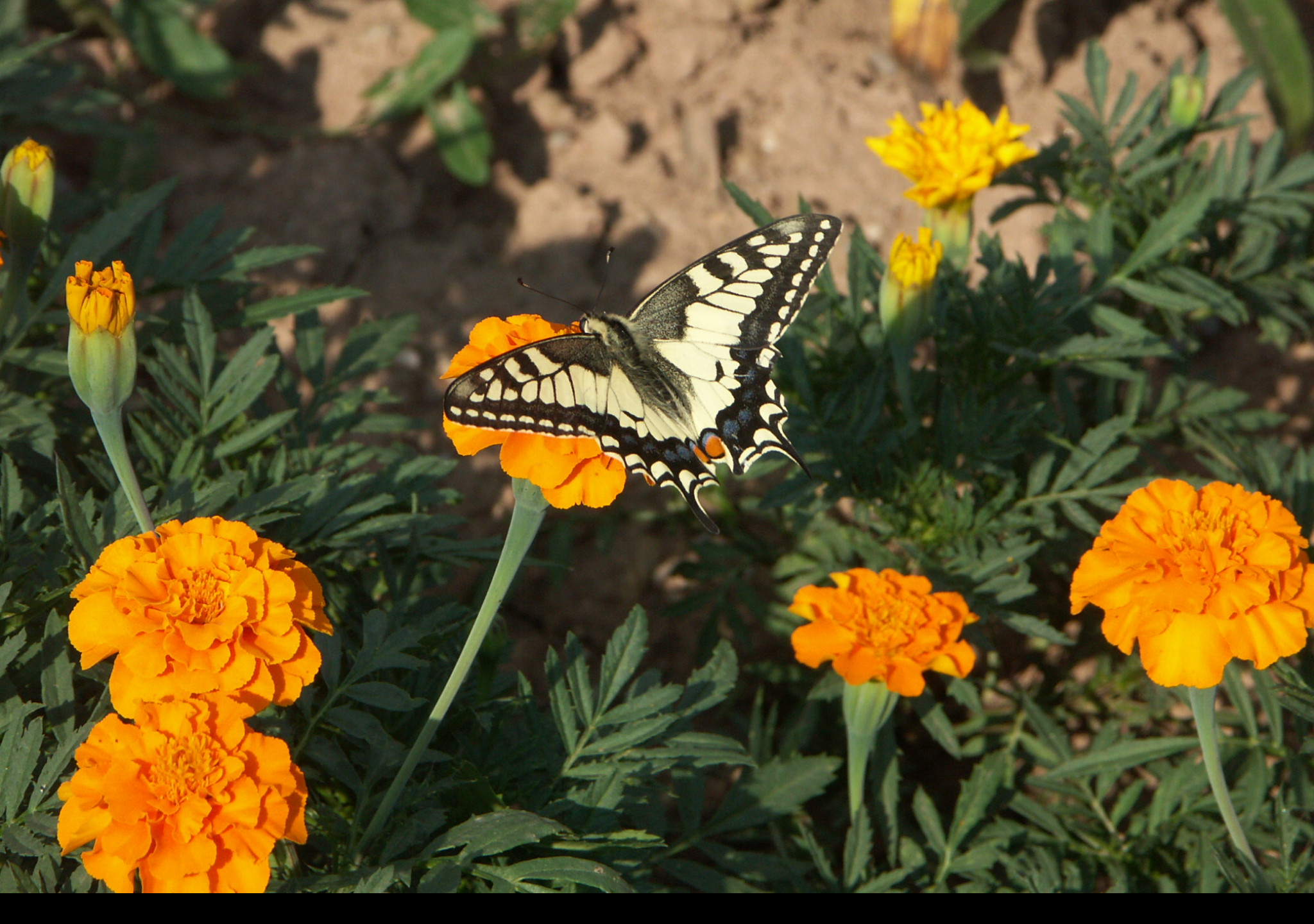 Tapeta motyl