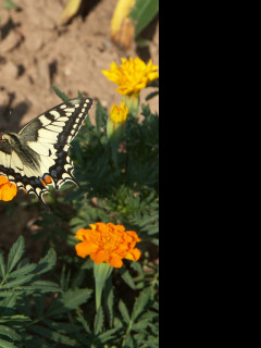 Tapeta motyl