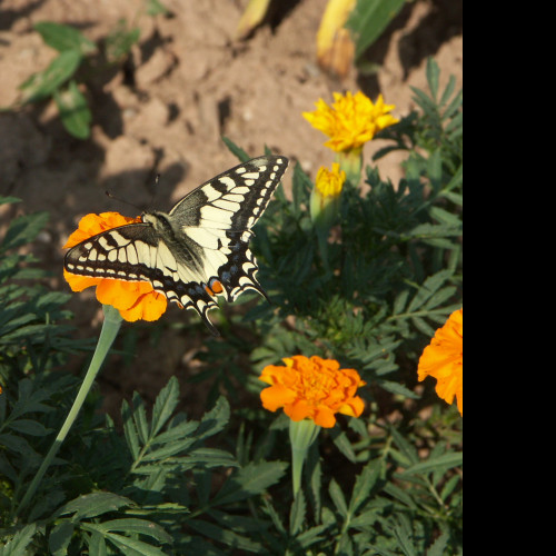 Tapeta motyl