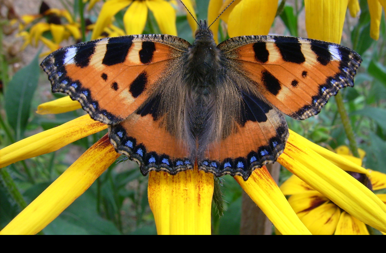 Tapeta motyl0101