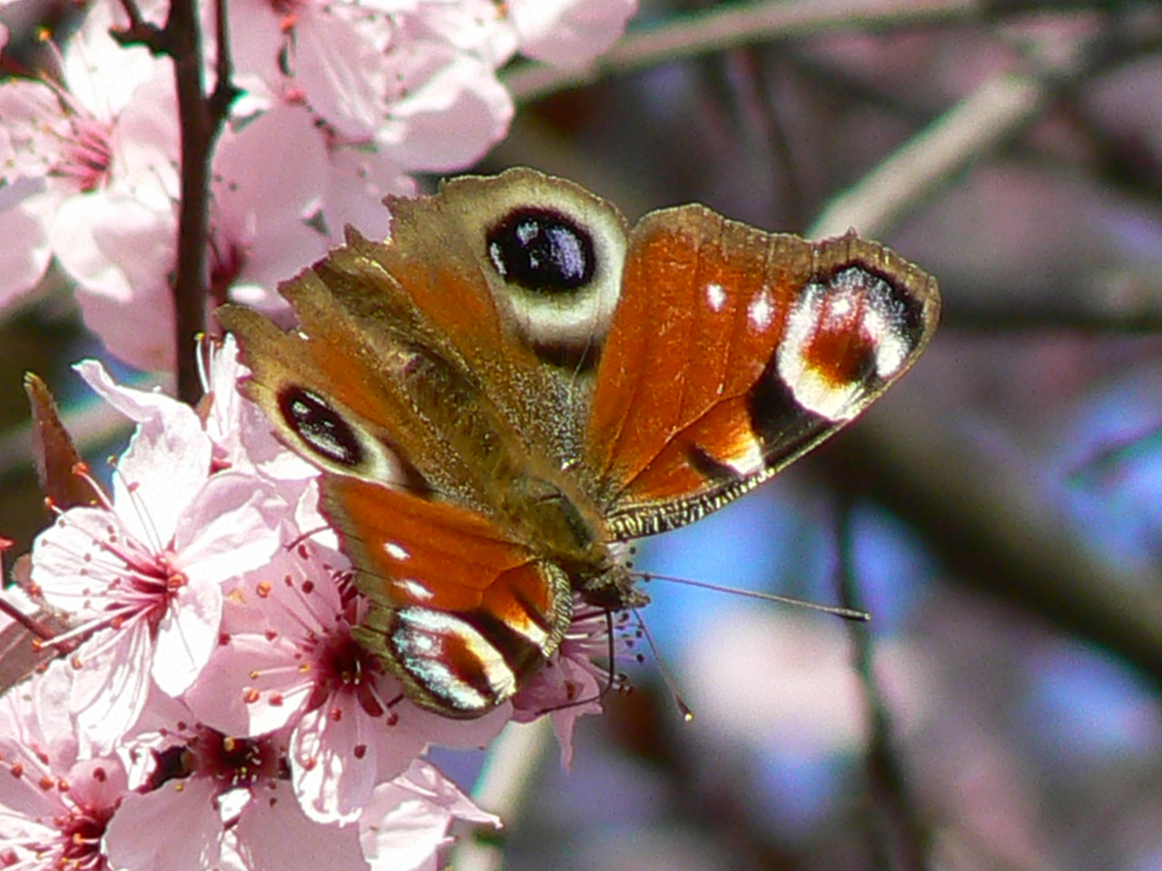 Tapeta motyl_1