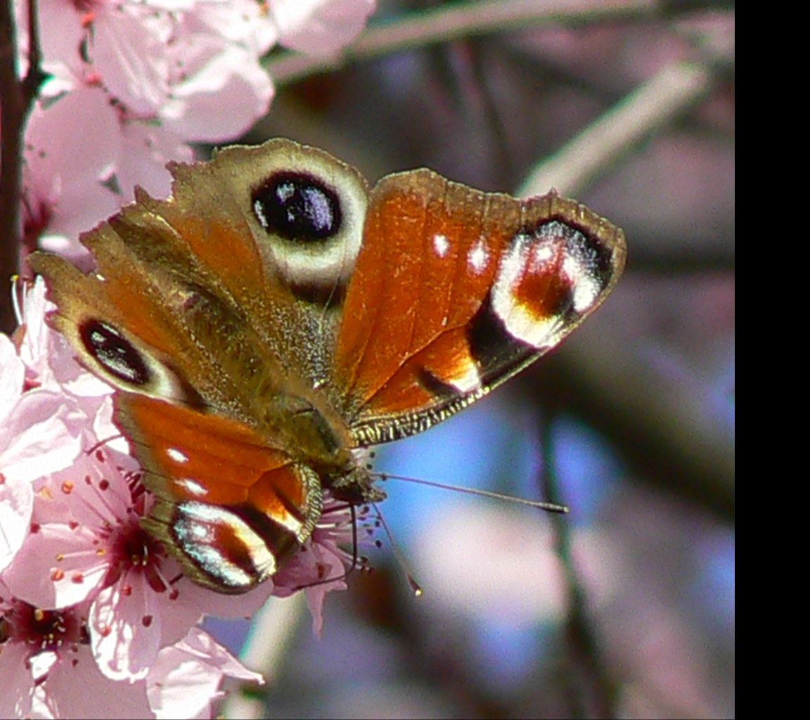 Tapeta motyl_1