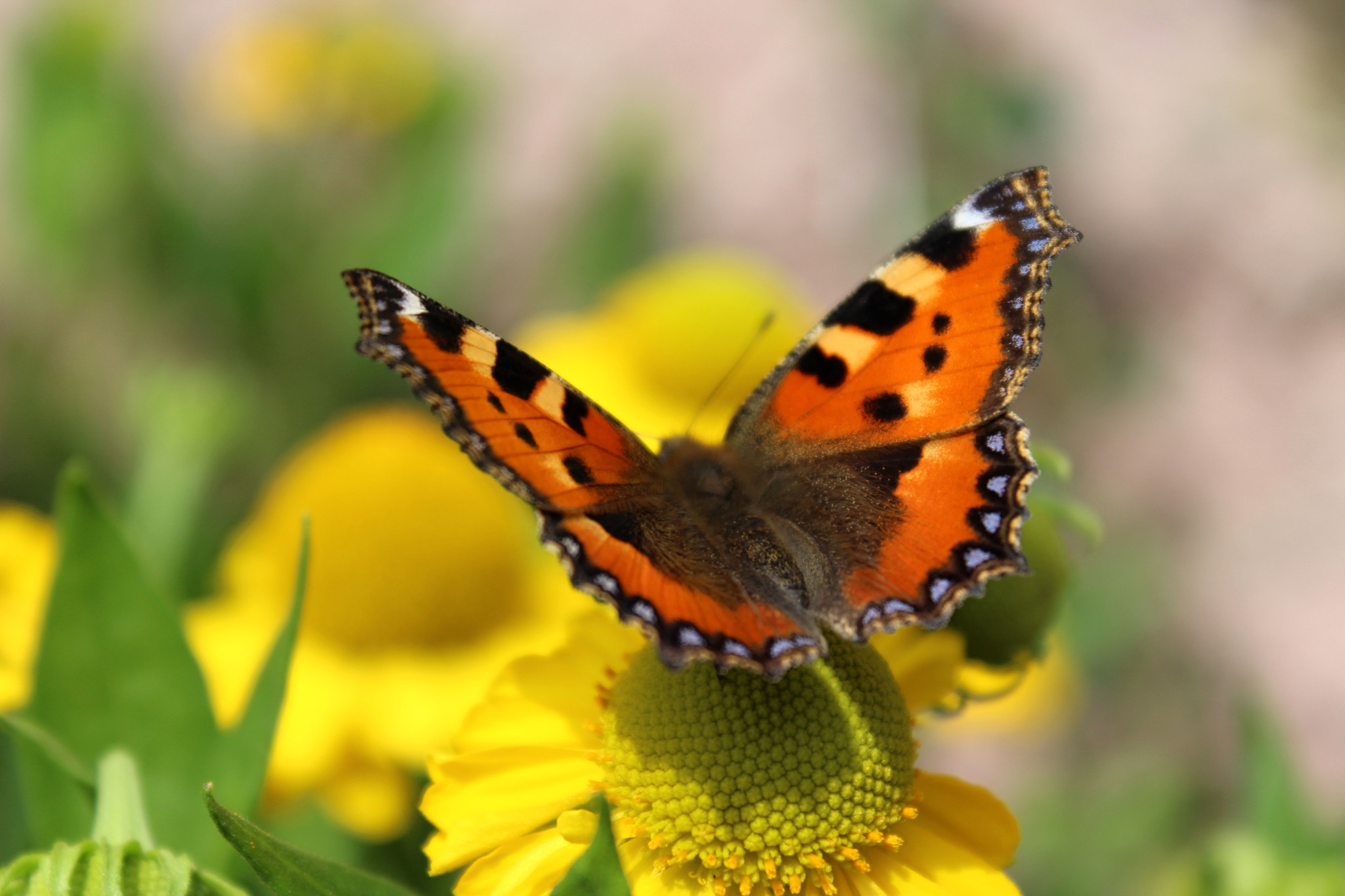 Tapeta motyl___babocka_koprivova