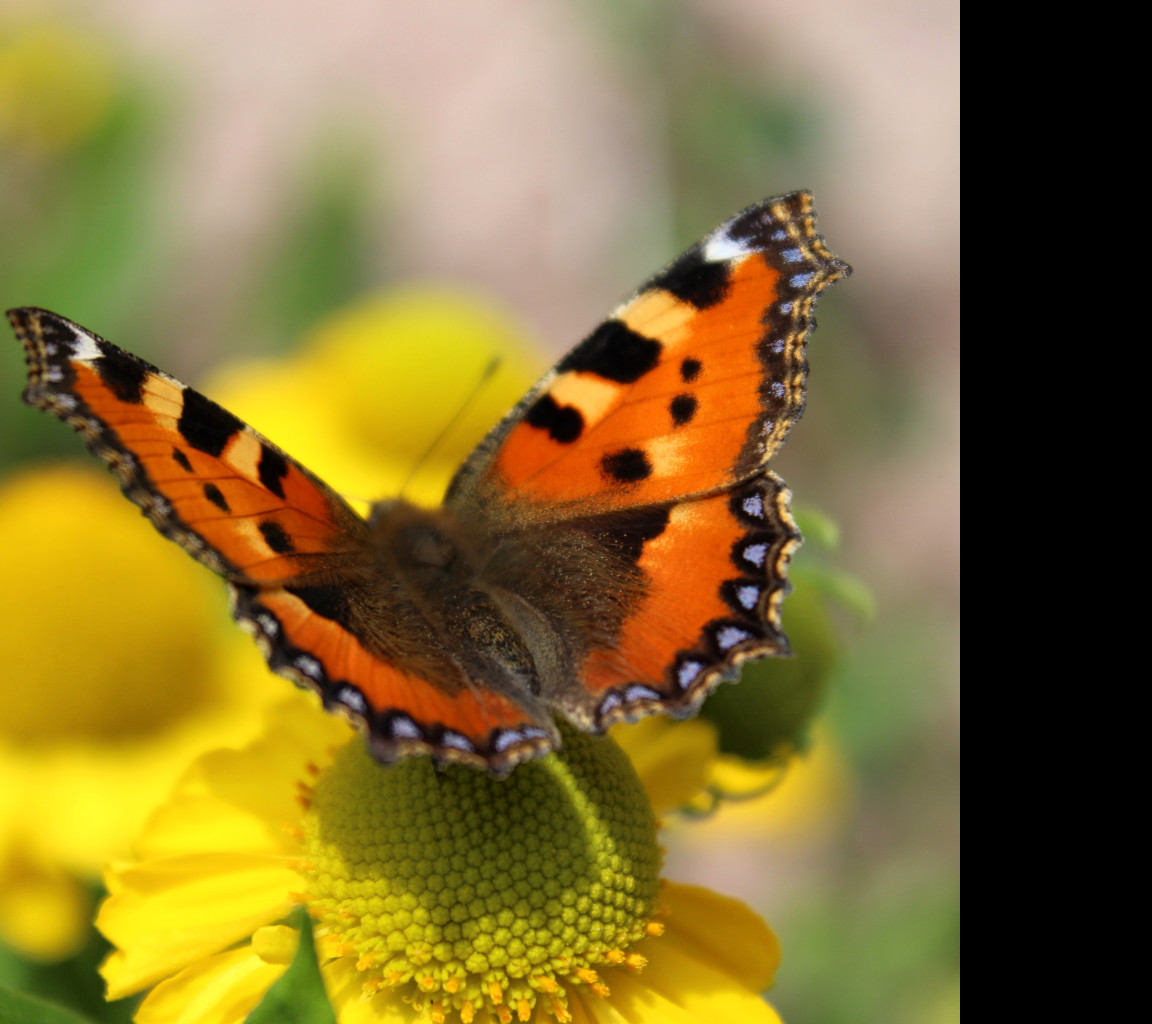 Tapeta motyl___babocka_koprivova