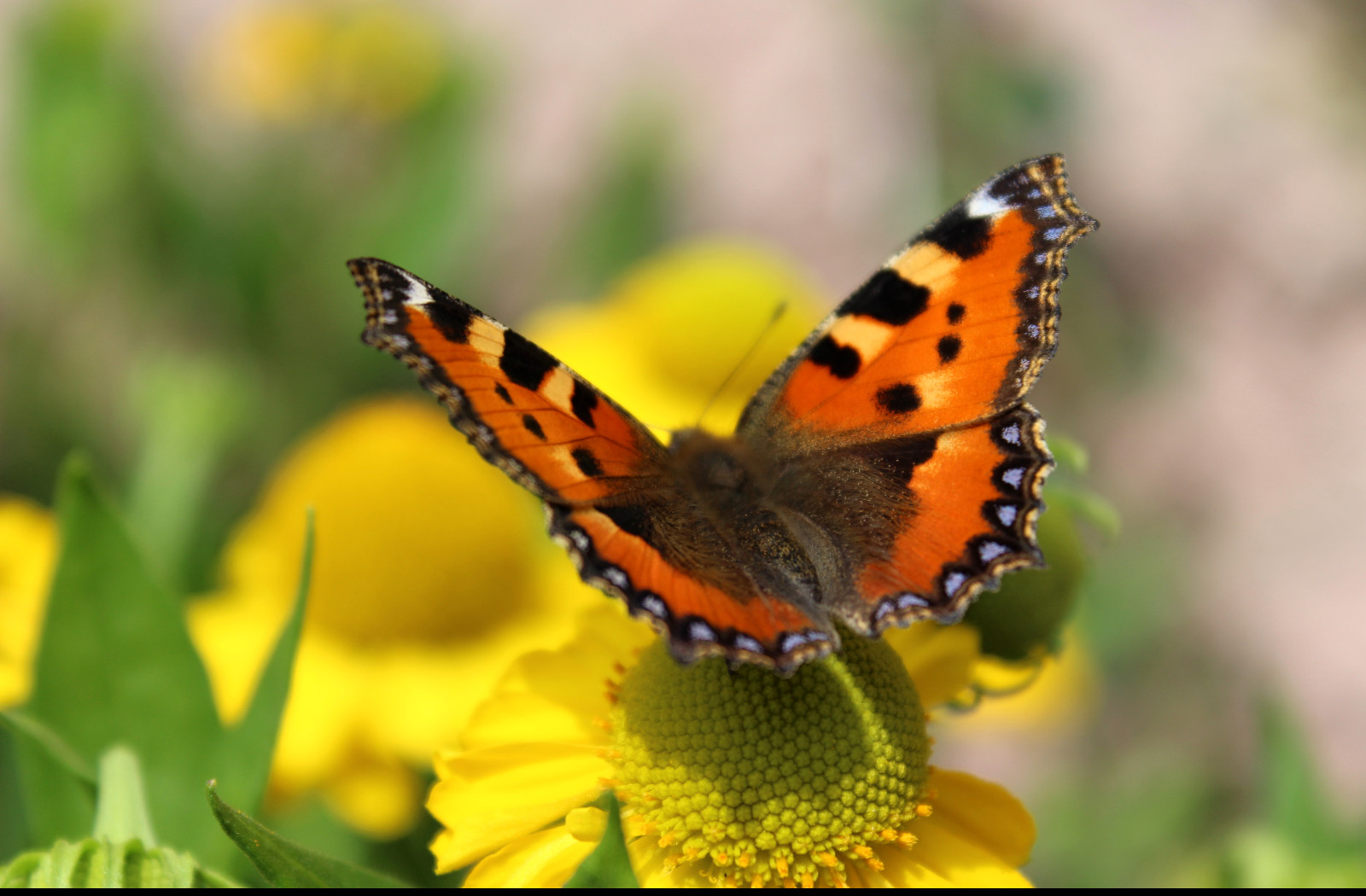 Tapeta motyl___babocka_koprivova