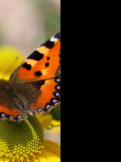 Tapeta motyl___babocka_koprivova