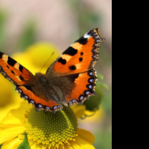 Tapeta motyl___babocka_koprivova