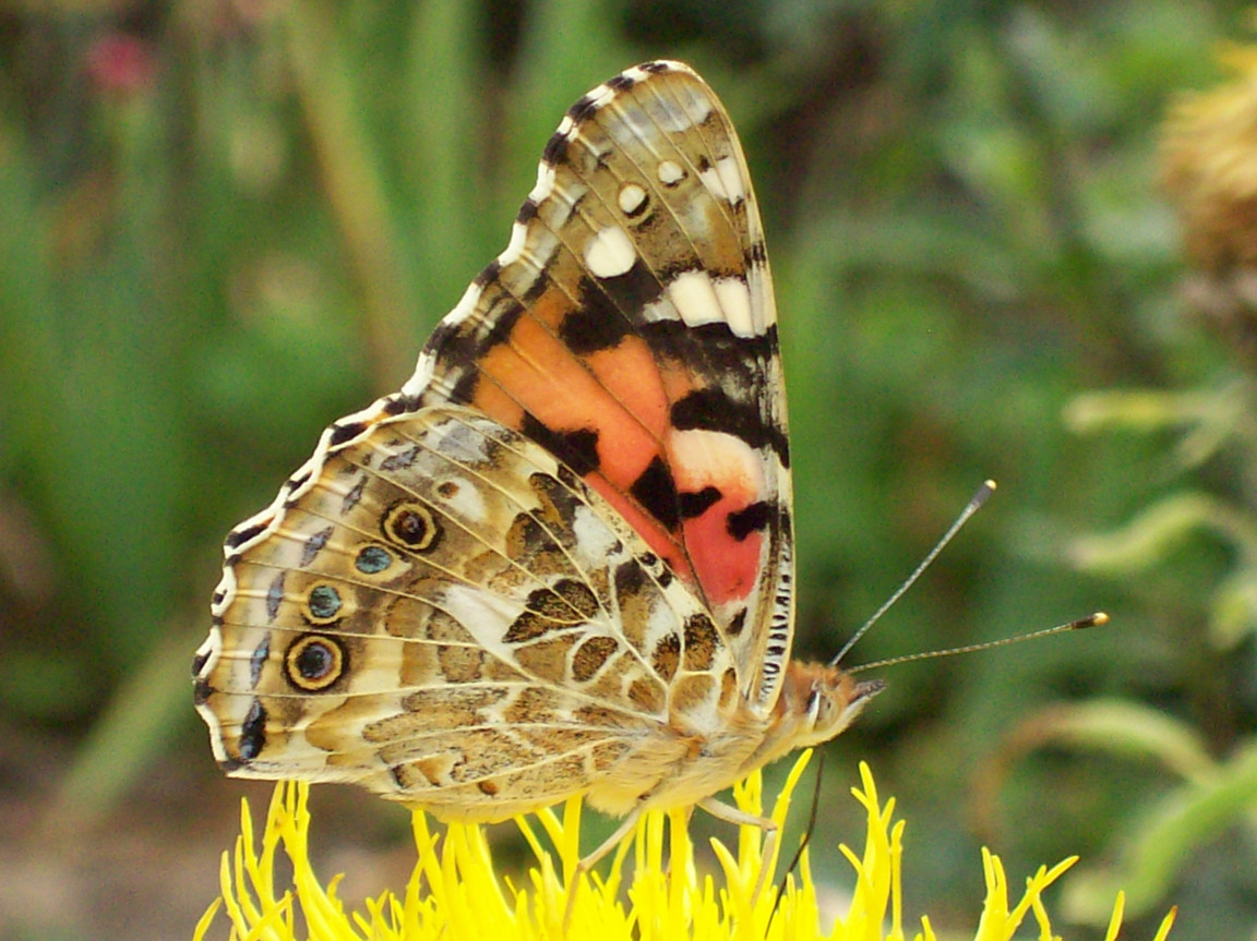 Tapeta motyl_babocka