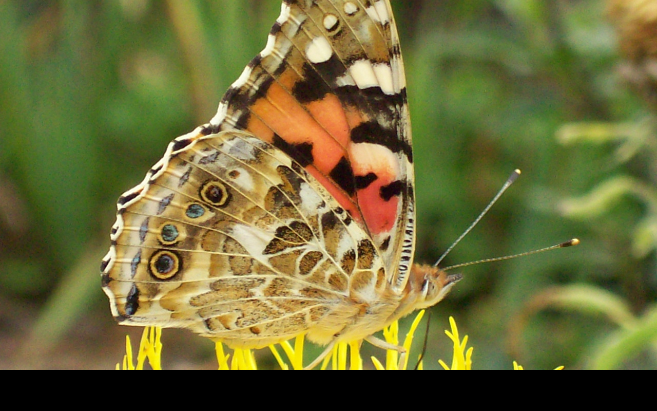 Tapeta motyl_babocka