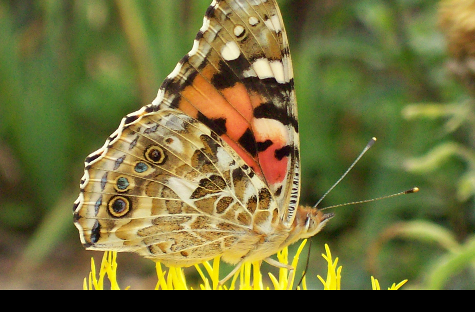 Tapeta motyl_babocka