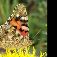 Tapeta motyl_babocka