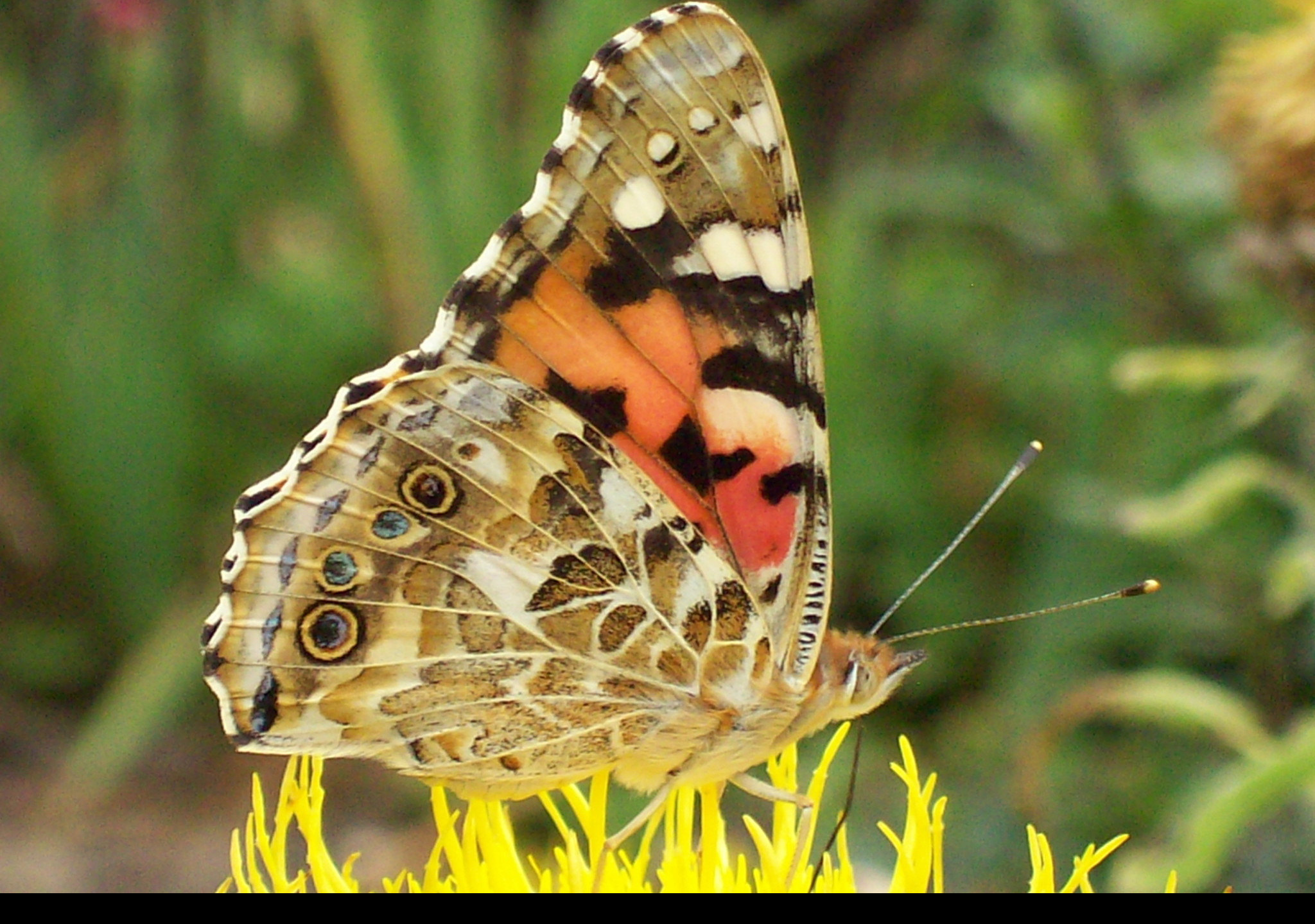 Tapeta motyl_babocka