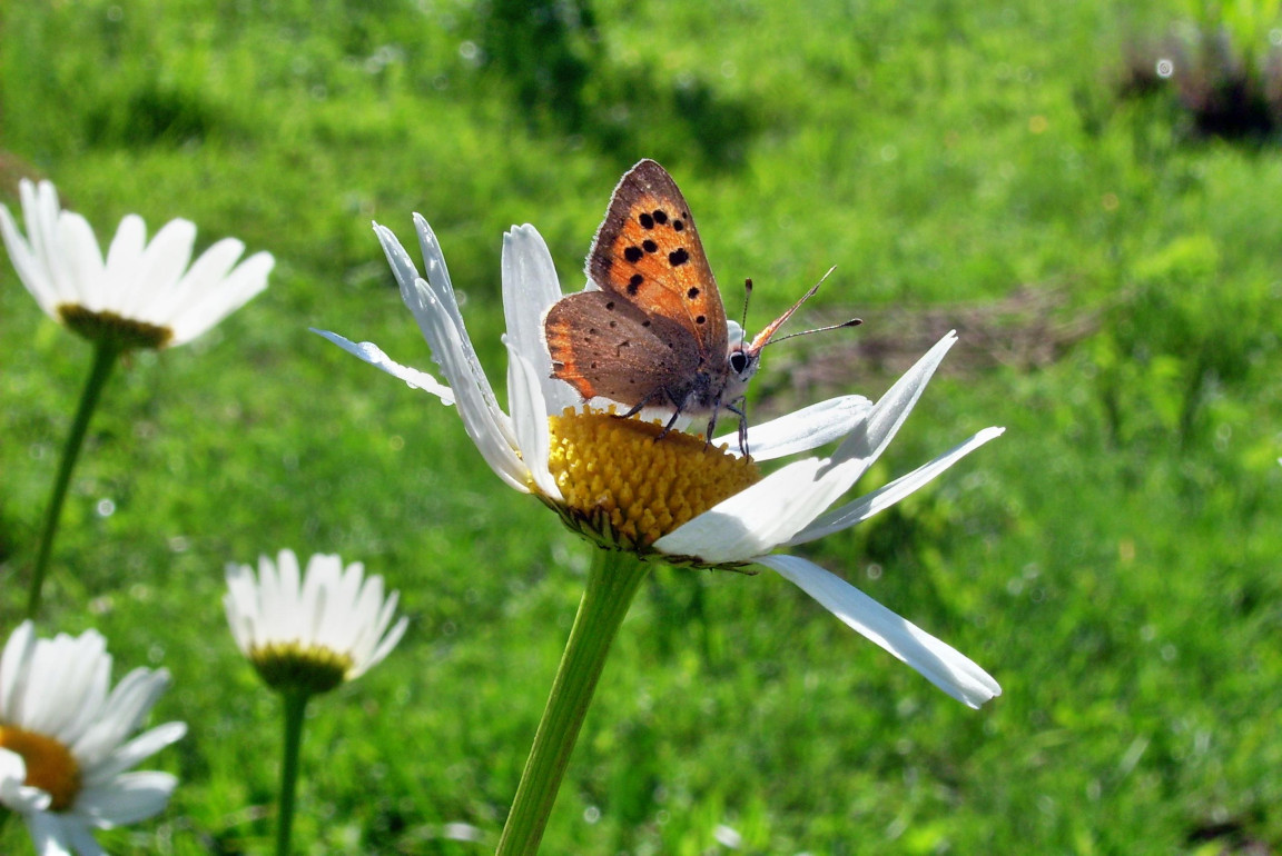 Tapeta motyl_emanuel