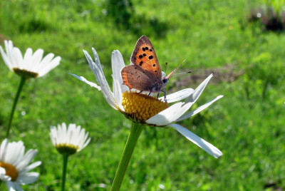 Tapeta: Motyl Emanuel