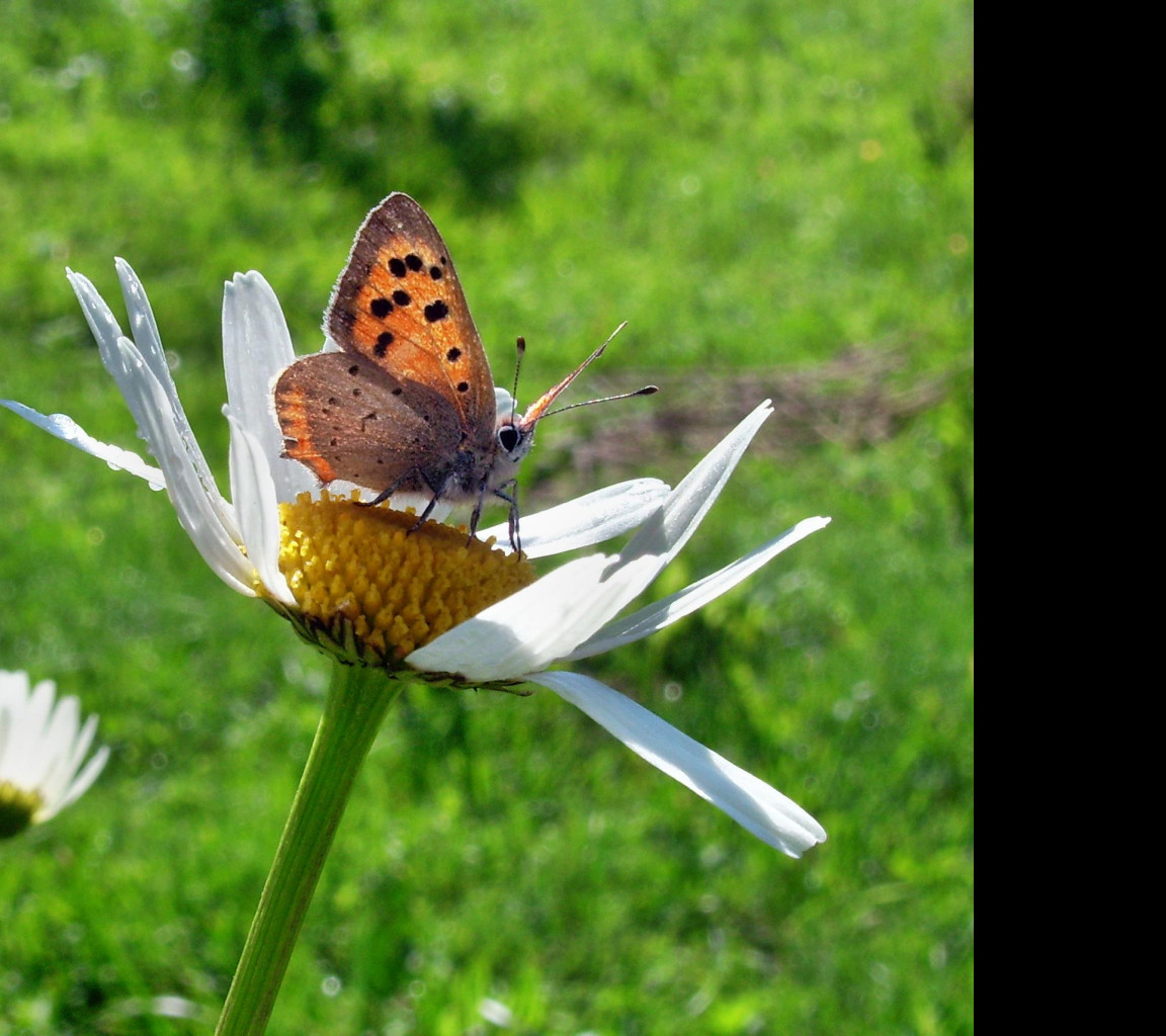 Tapeta motyl_emanuel