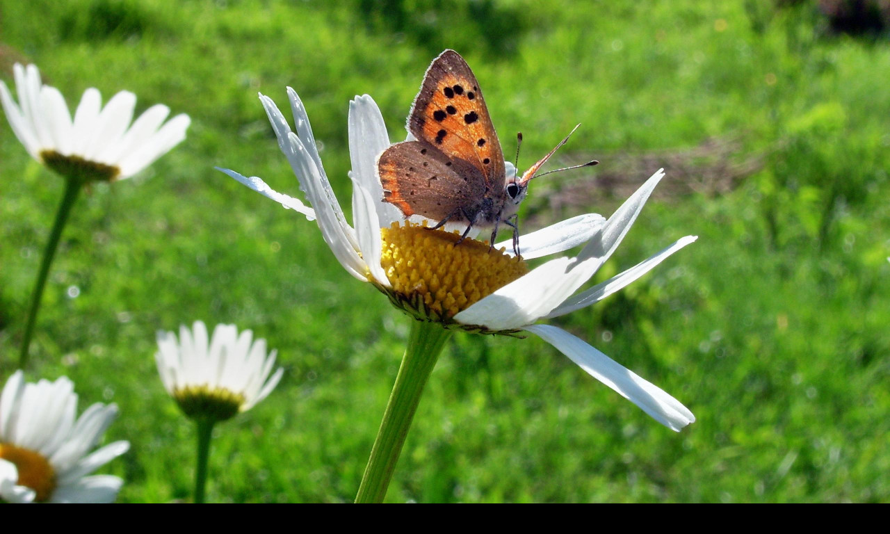 Tapeta motyl_emanuel