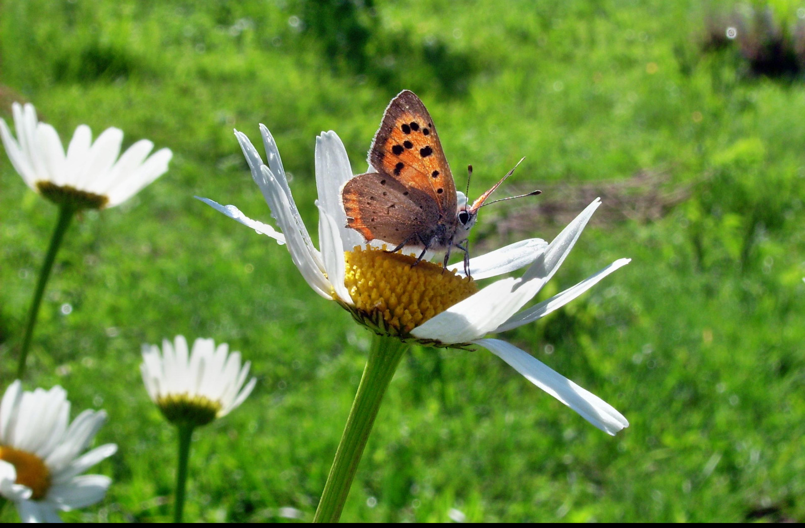 Tapeta motyl_emanuel