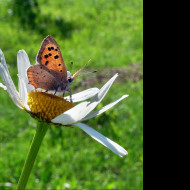 Tapeta motyl_emanuel