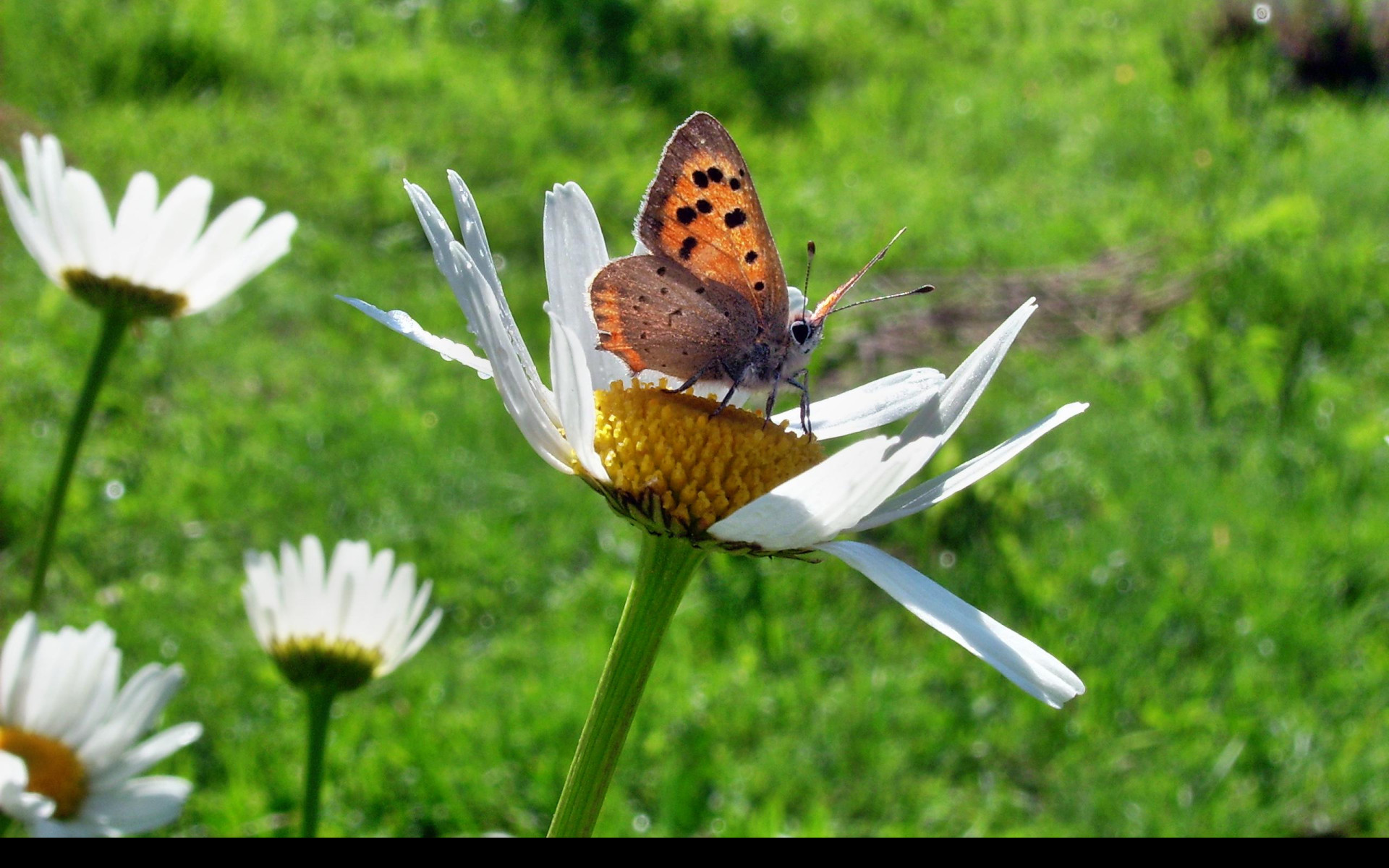 Tapeta motyl_emanuel