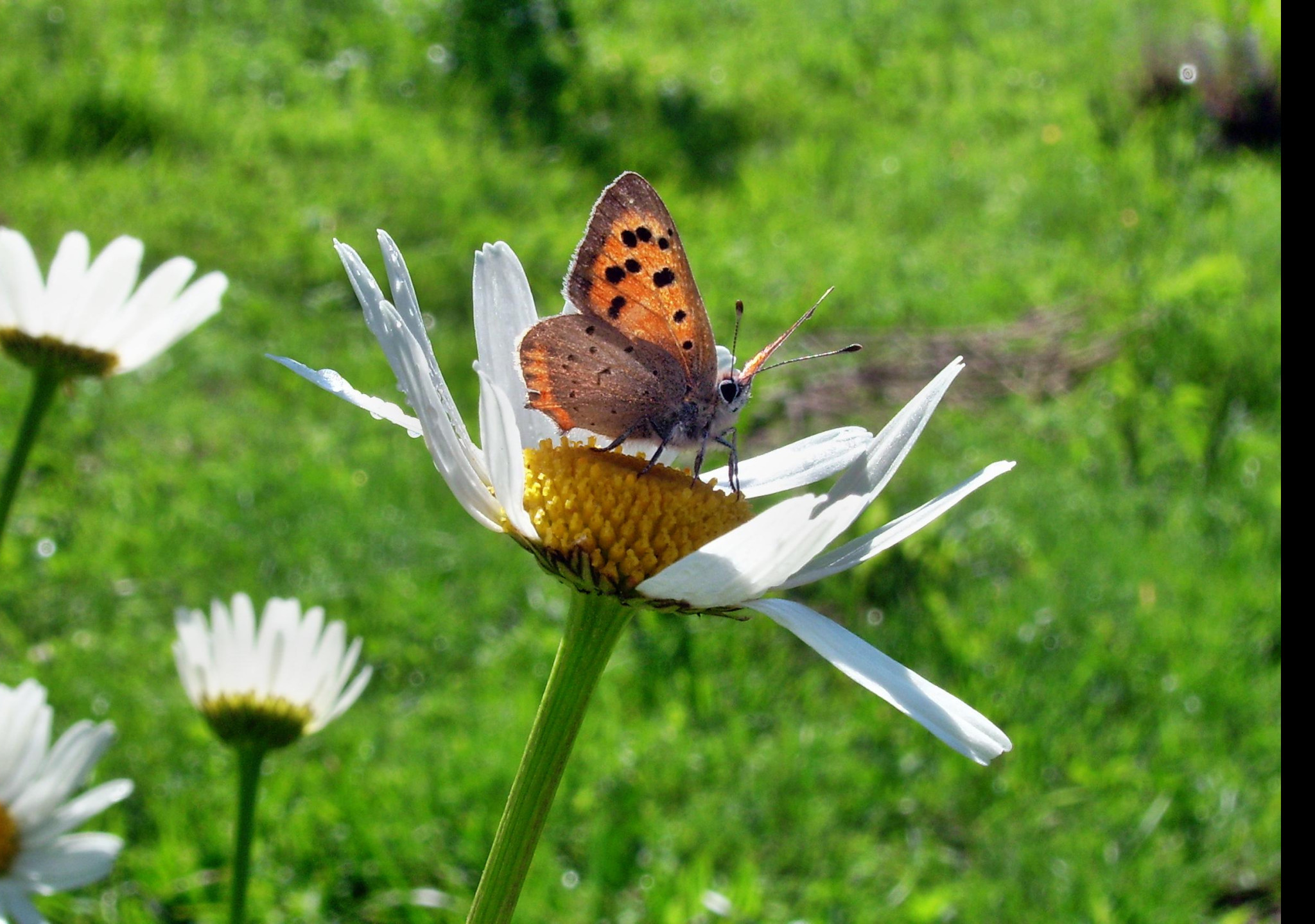 Tapeta motyl_emanuel