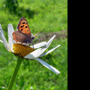 Tapeta motyl_emanuel