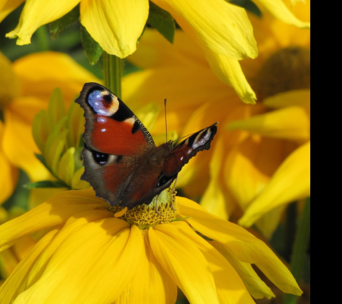 Tapeta motyl_kn