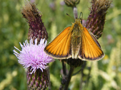 Tapeta: Motyl na kvetu 2