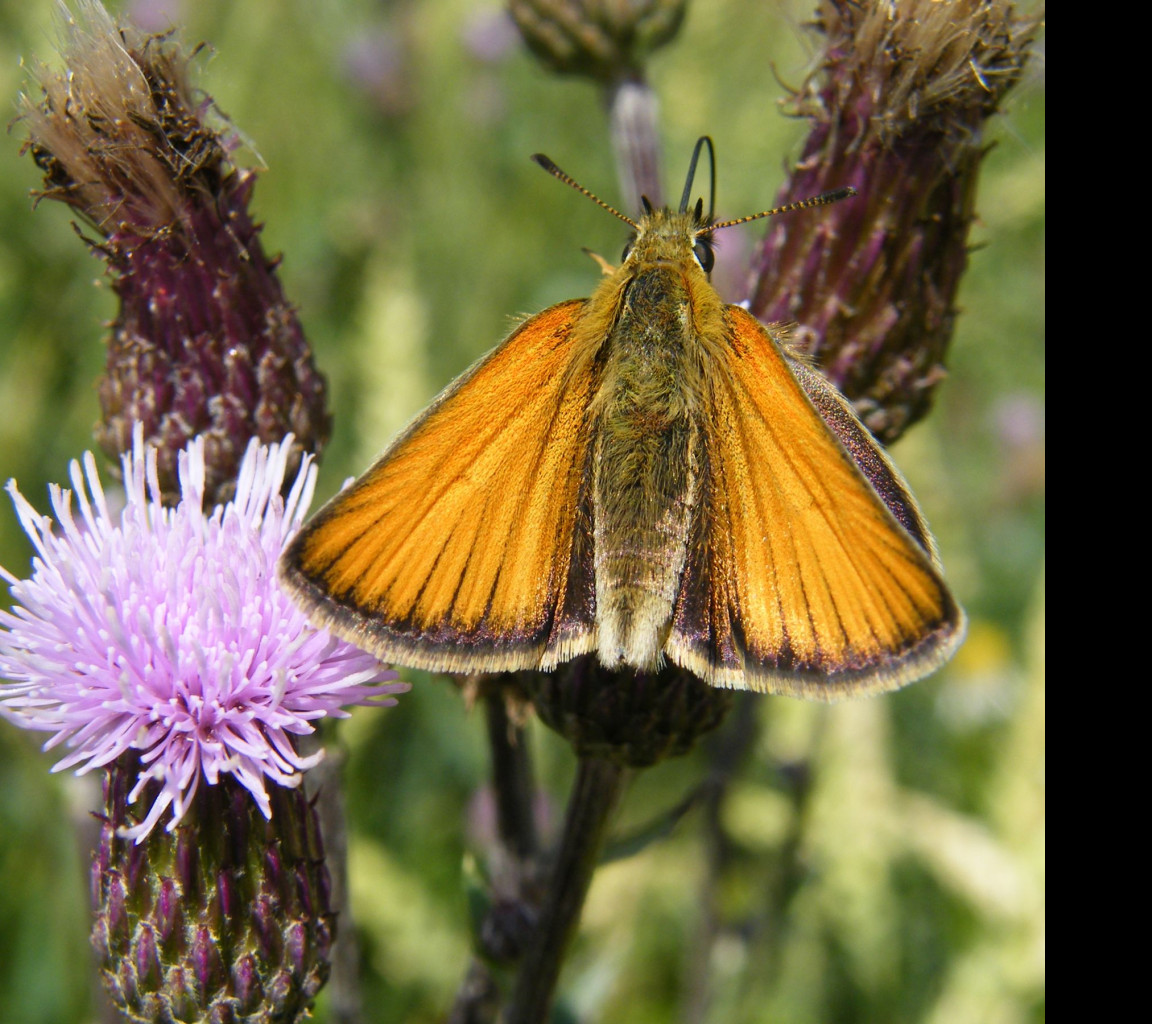 Tapeta motyl_na_kvetu_2
