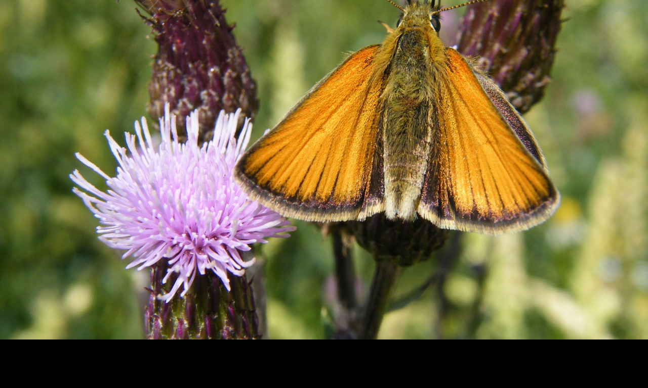 Tapeta motyl_na_kvetu_2