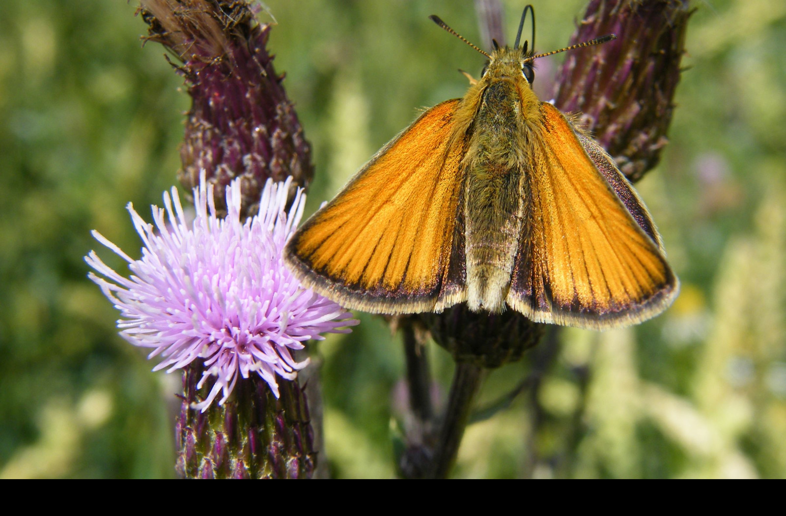 Tapeta motyl_na_kvetu_2