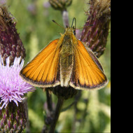 Tapeta motyl_na_kvetu_2