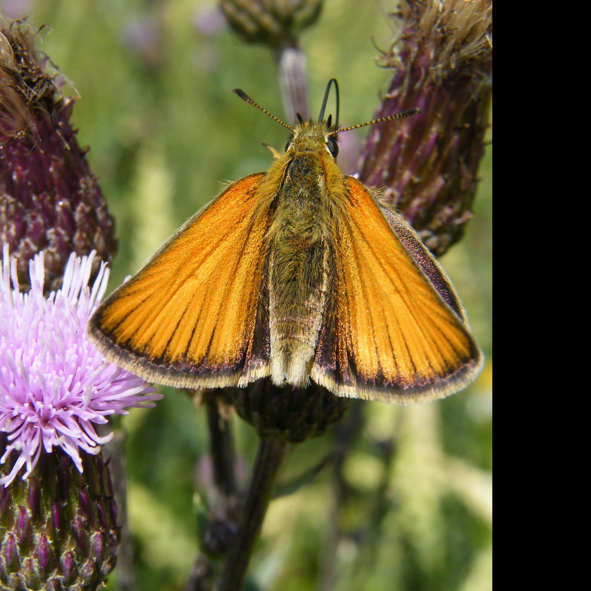 Tapeta motyl_na_kvetu_2