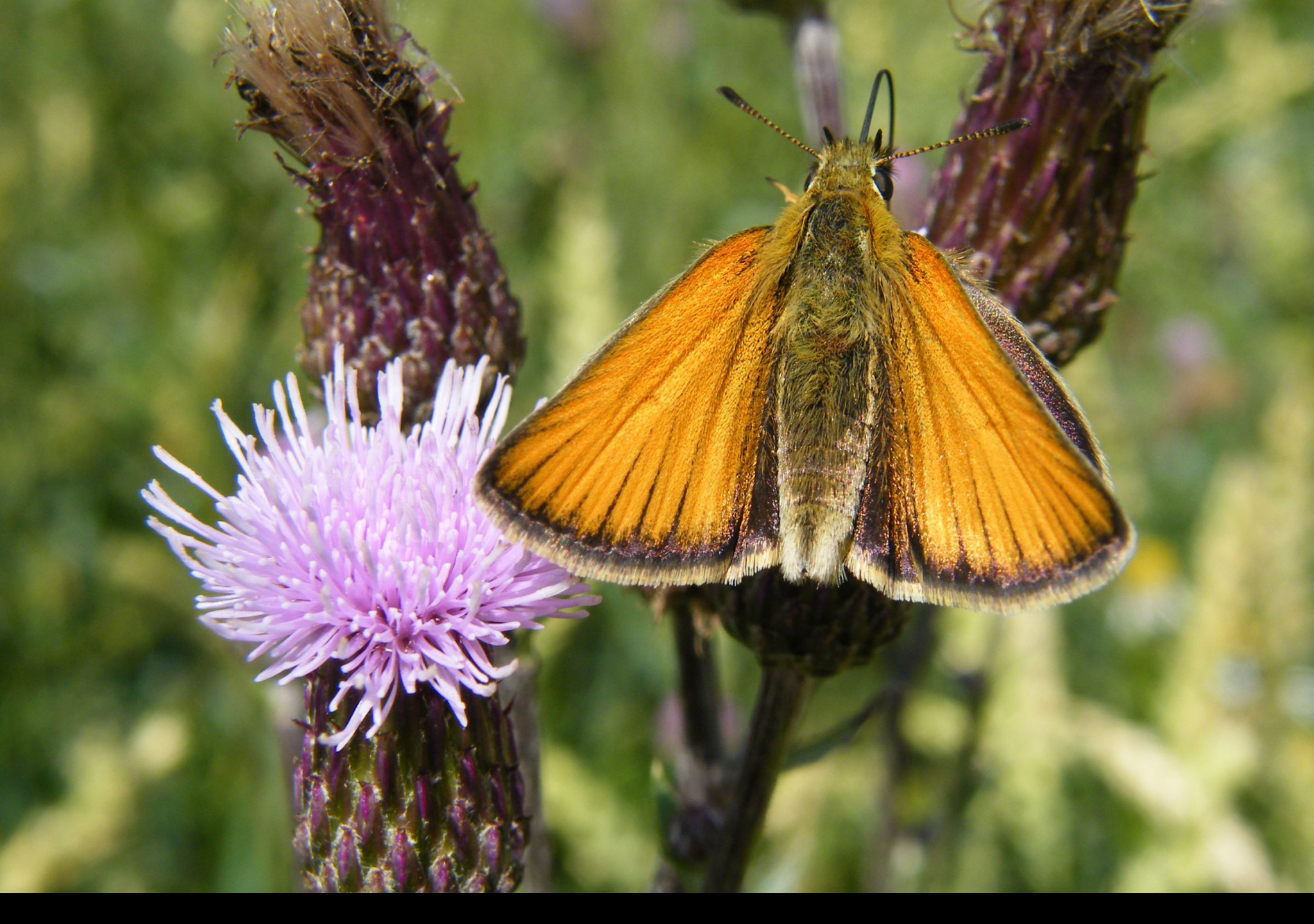 Tapeta motyl_na_kvetu_2