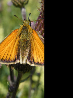 Tapeta motyl_na_kvetu_2