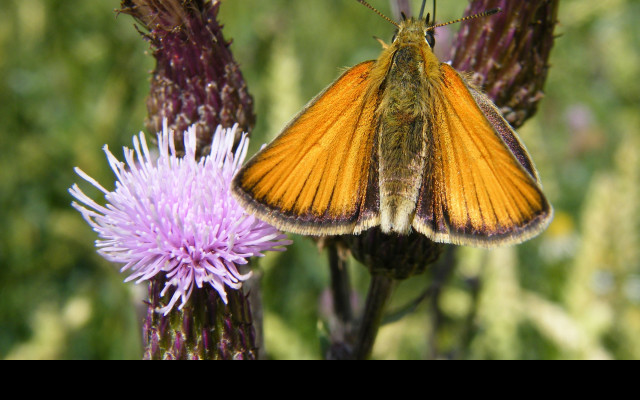 Tapeta motyl_na_kvetu_2