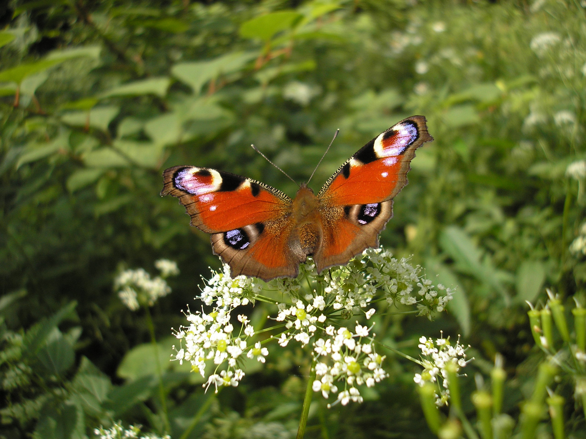 Tapeta motyl_na_kytce