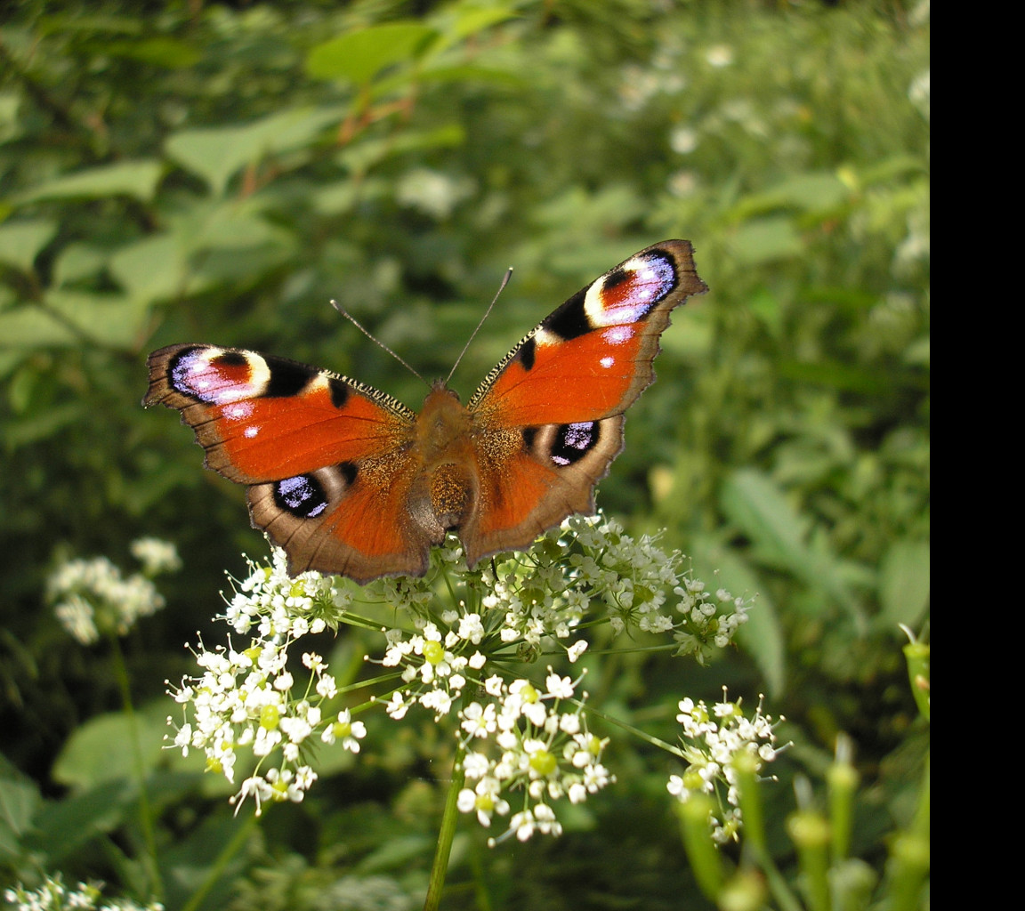 Tapeta motyl_na_kytce