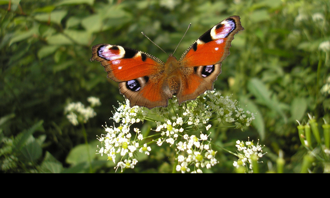 Tapeta motyl_na_kytce