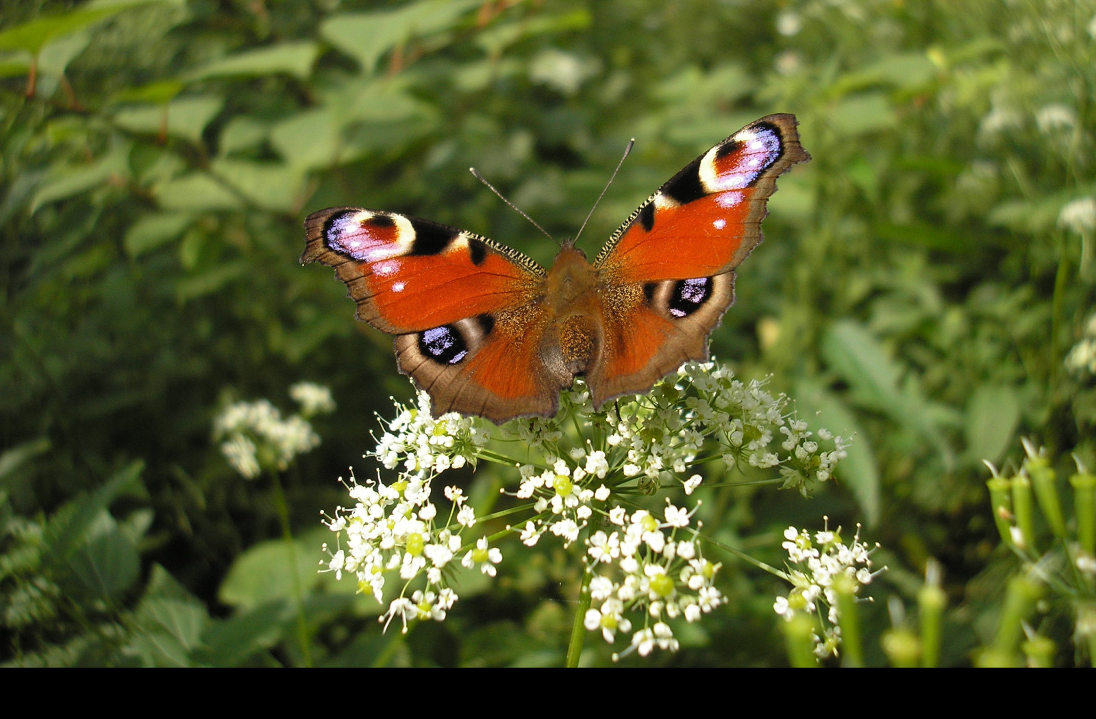 Tapeta motyl_na_kytce