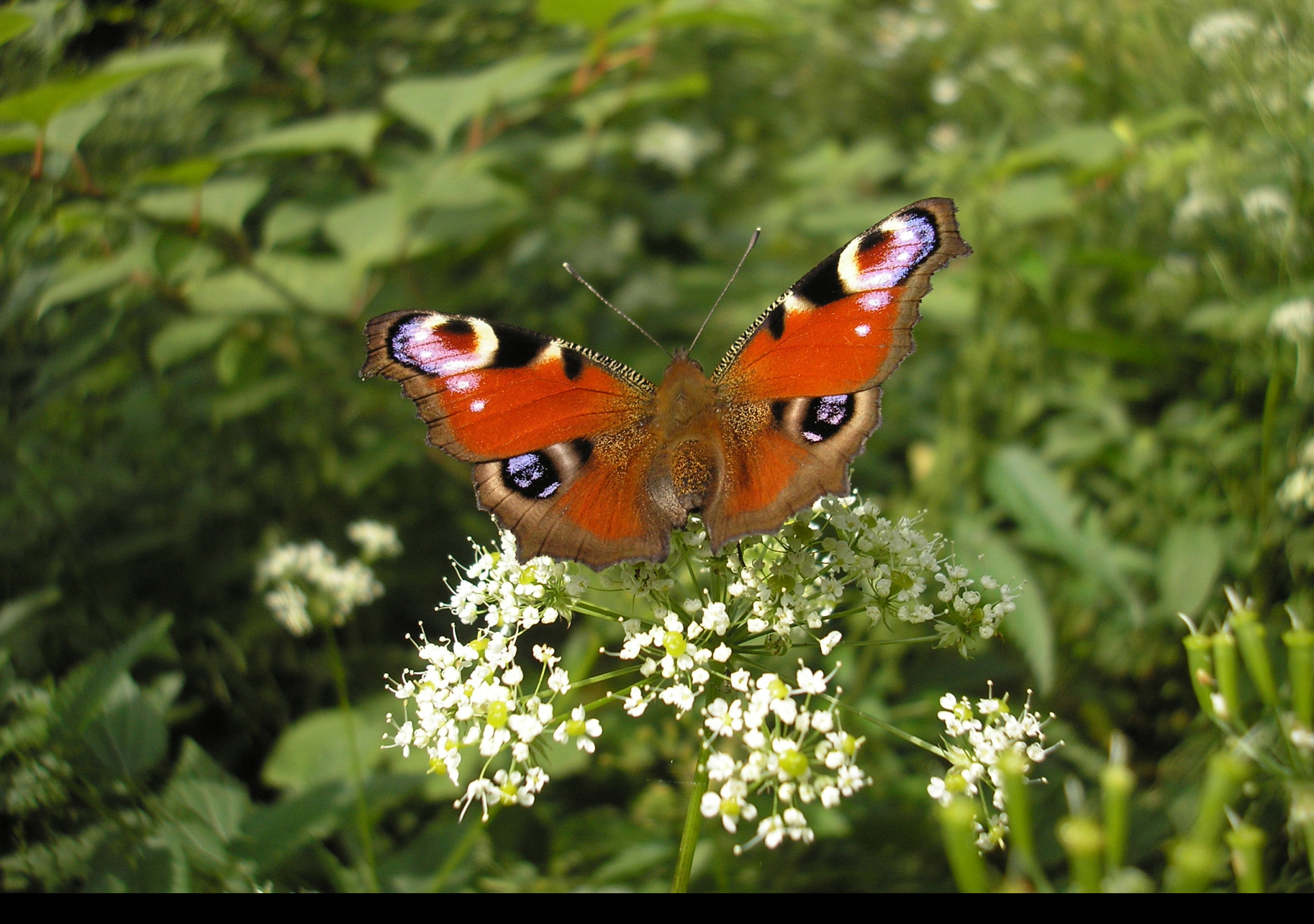 Tapeta motyl_na_kytce