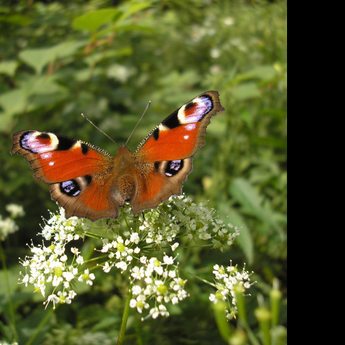 Tapeta motyl_na_kytce