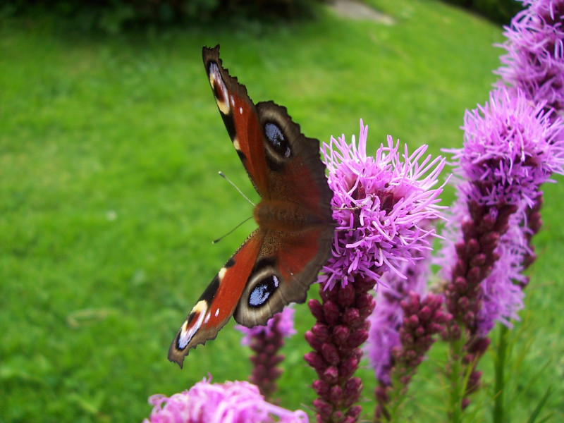 Tapeta motyl_na_kytce_iii