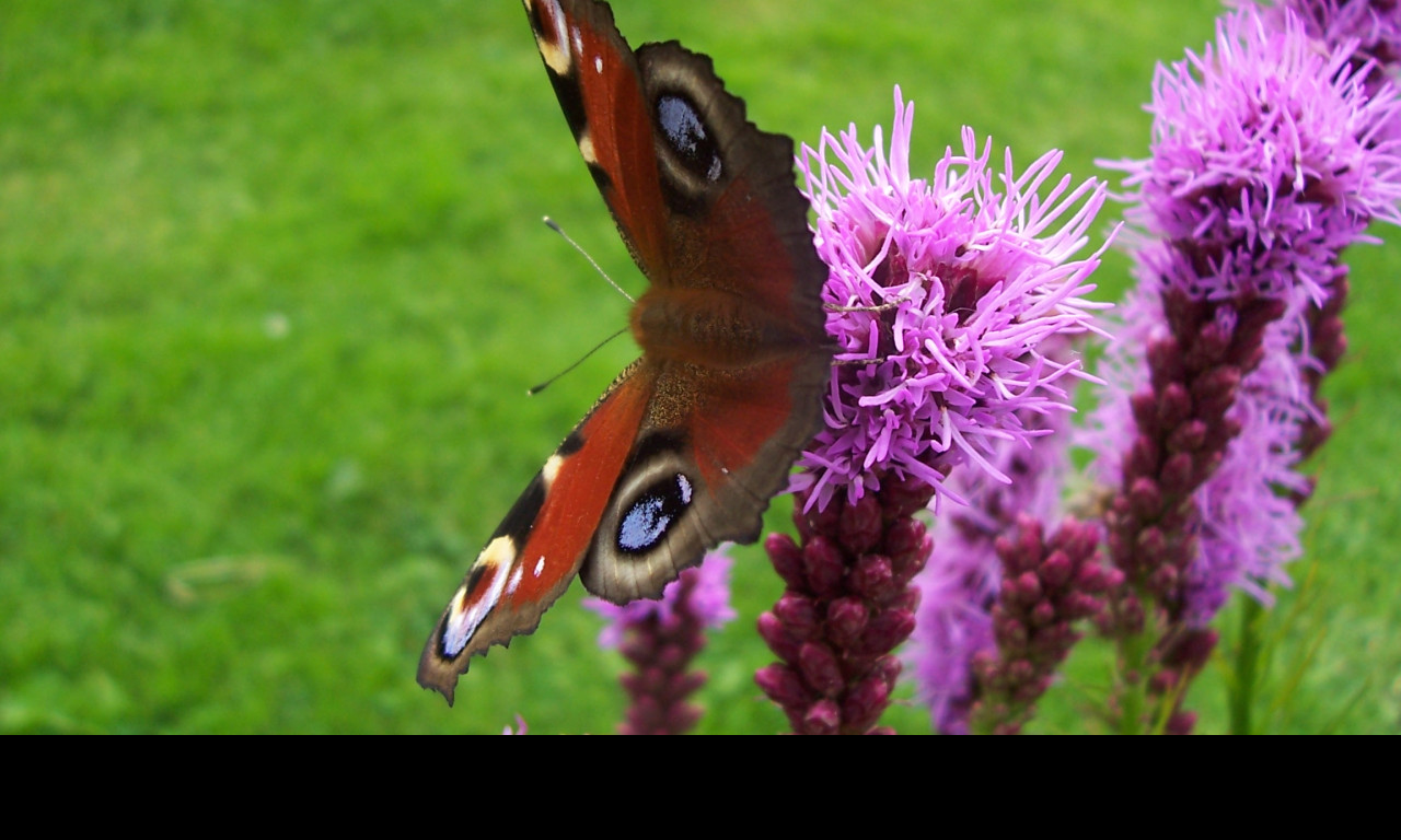 Tapeta motyl_na_kytce_iii