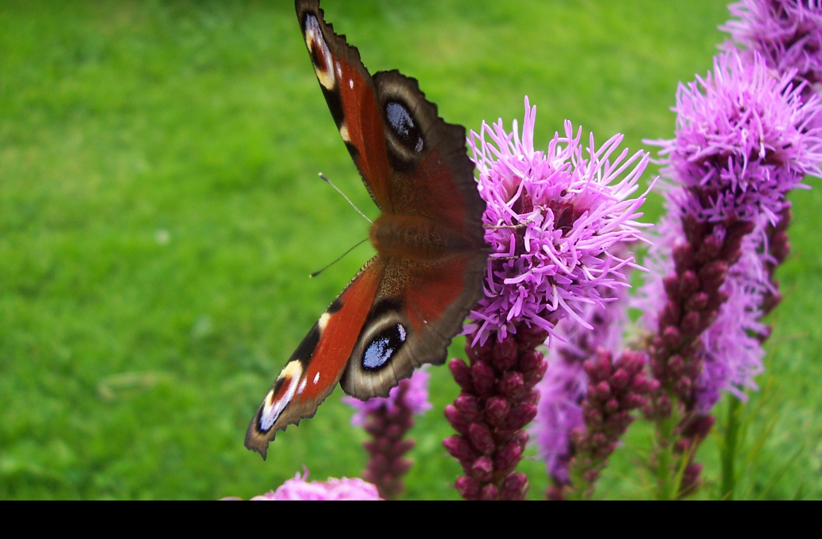 Tapeta motyl_na_kytce_iii