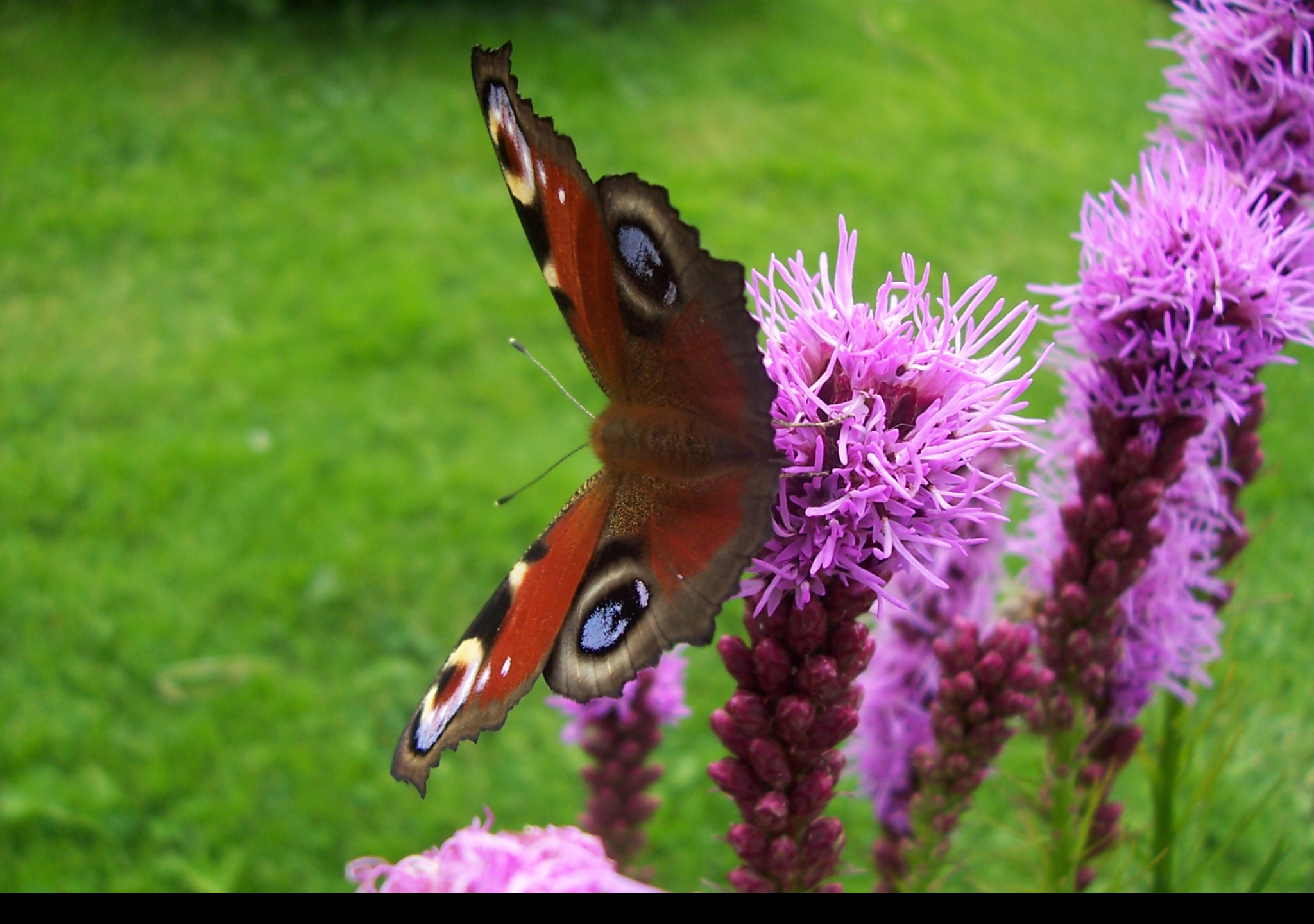 Tapeta motyl_na_kytce_iii