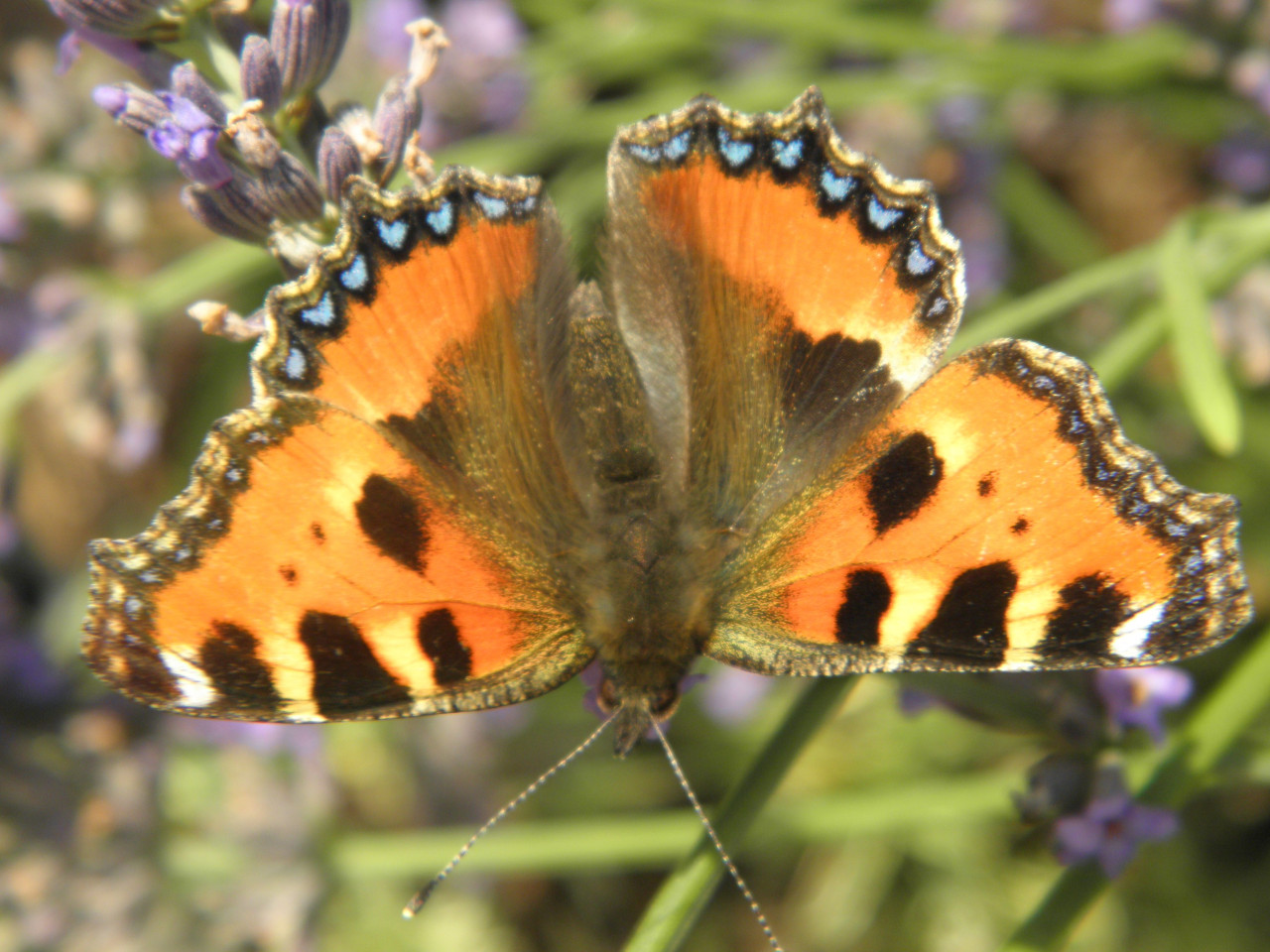 Tapeta motyl_na_levanduli