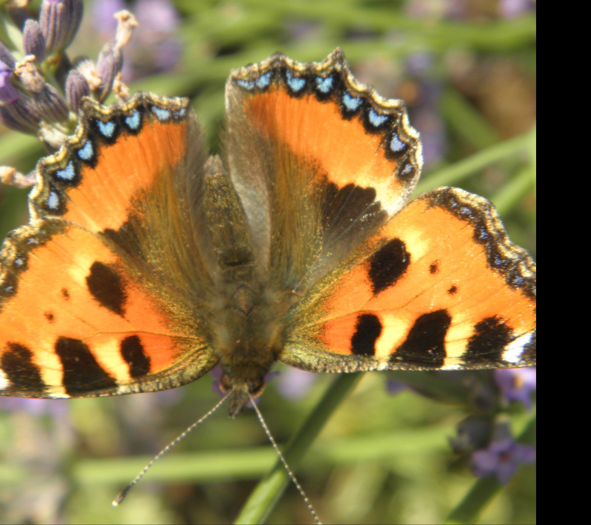 Tapeta motyl_na_levanduli