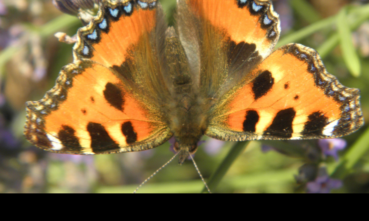 Tapeta motyl_na_levanduli